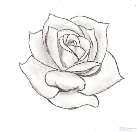 rosa dibujo|dibujos de rosas bonitas.